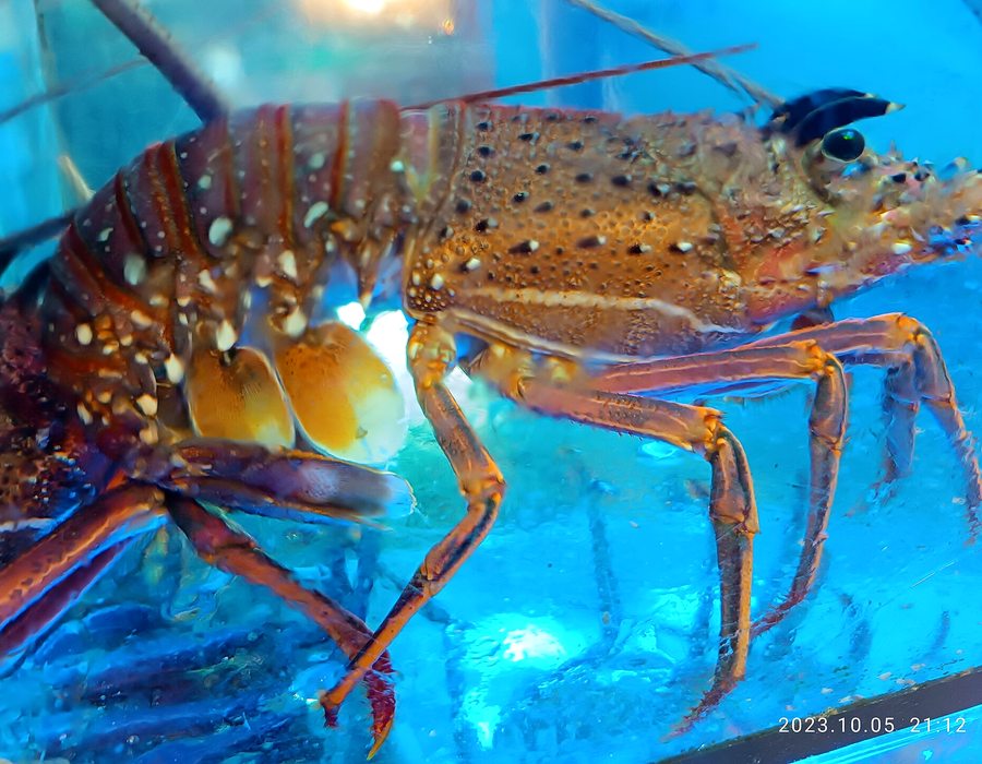 Lobster & Prawns