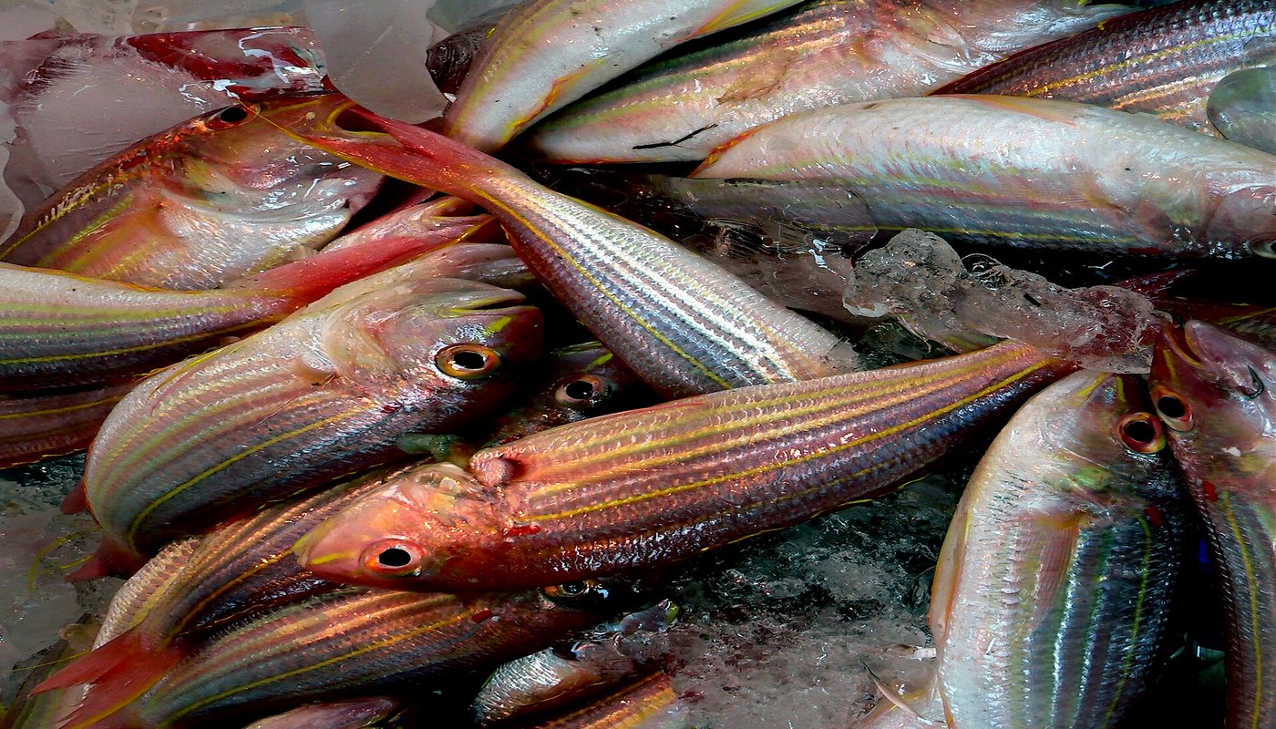 Fresh fish on ice