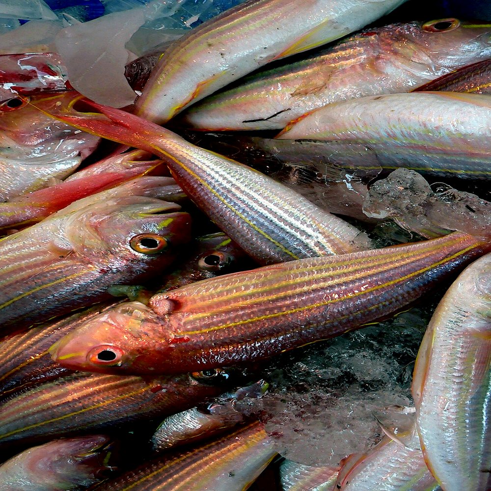 Fresh American Black Cod Fillet