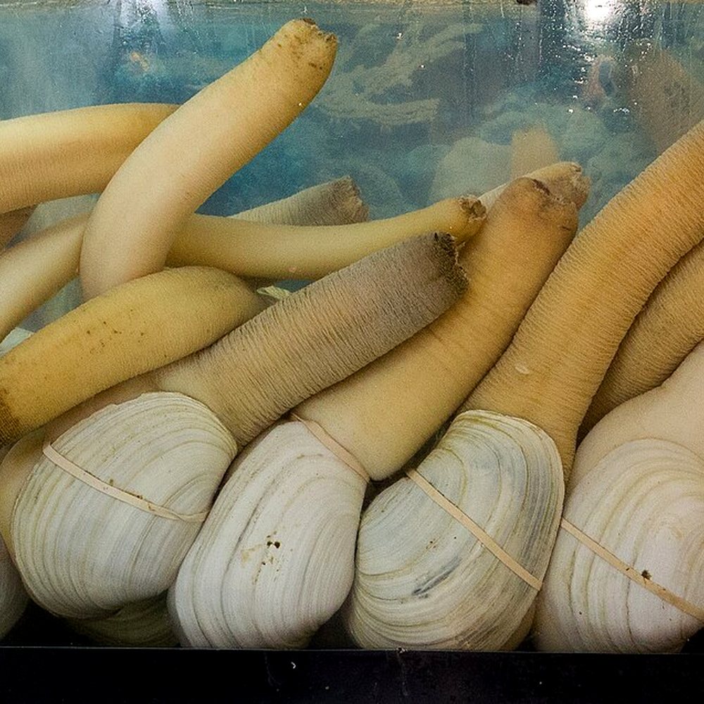 Live Canadian Geoduck