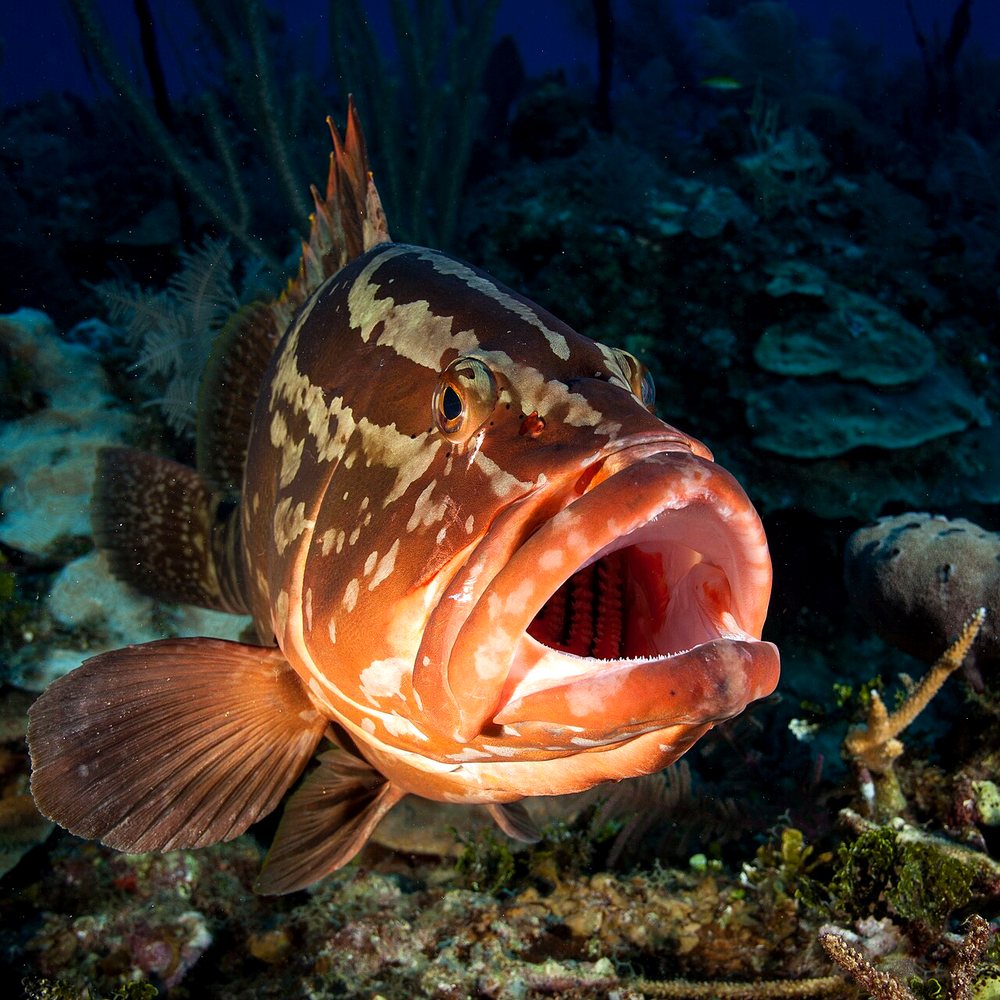 Live Leopard Coral Grouper