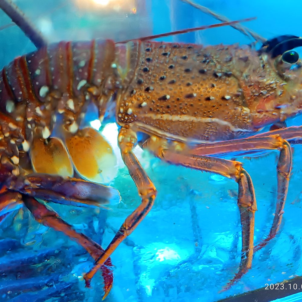 Live Boston Lobster
