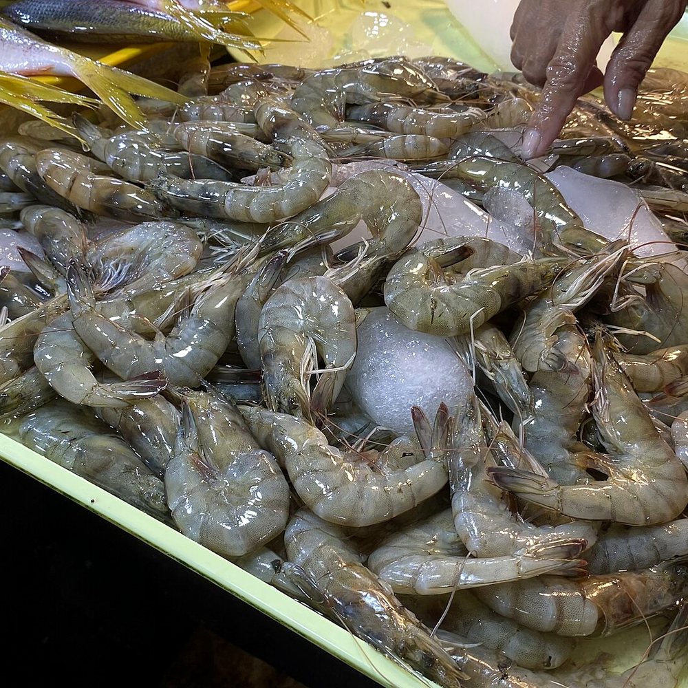 Live Tiger Prawns