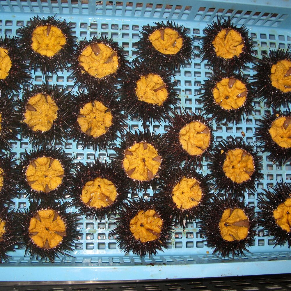 Fresh Sea Urchin